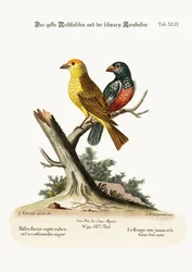 Der Gelbe Rotpol und der Schwarze Grosbeak, 1749-73